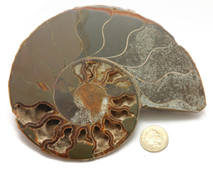 Jurassic Fossil Ammonite. Sliced in half and inside face polished. Not Boxed.
