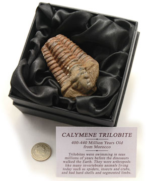Calymene Trilobite Fossil 400-440 Million Years Old. From Morocco. Presented in Small Black Gift Box