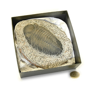Trilobite Fossil, Well preserved on Matrix. Boxed