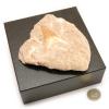 Shark Tooth Fossil In Matrix, Presented in Black Gift Box. - view 1