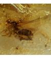 Fossil Amber Inclusions - 8 Insects maybe more