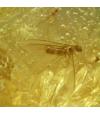 Fossil Amber - Gnats and other bugs